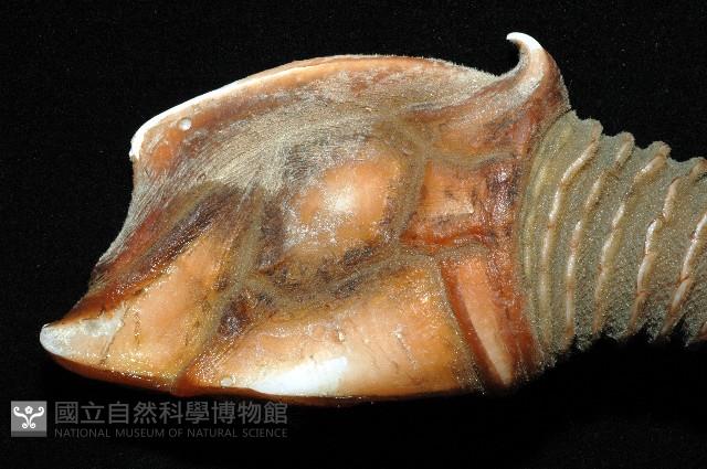 司氏鎧茗荷藏品圖，第6張