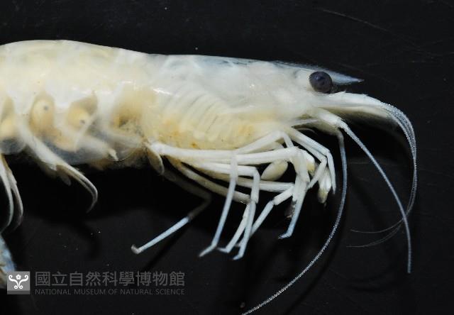凱達格蘭新米蝦藏品圖，第6張