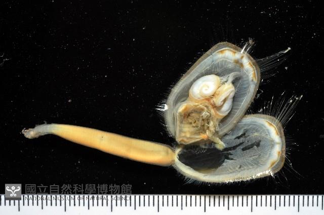 亞氏海豆芽藏品圖，第6張