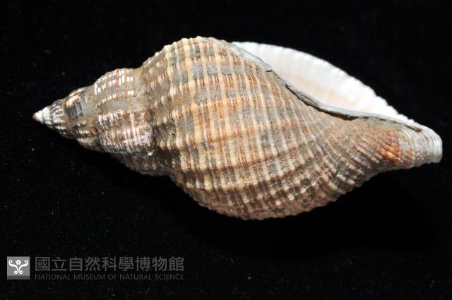 巨核螺藏品圖，第6張