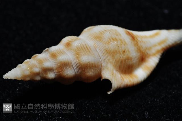 奧利佛捲管芋螺藏品圖，第6張