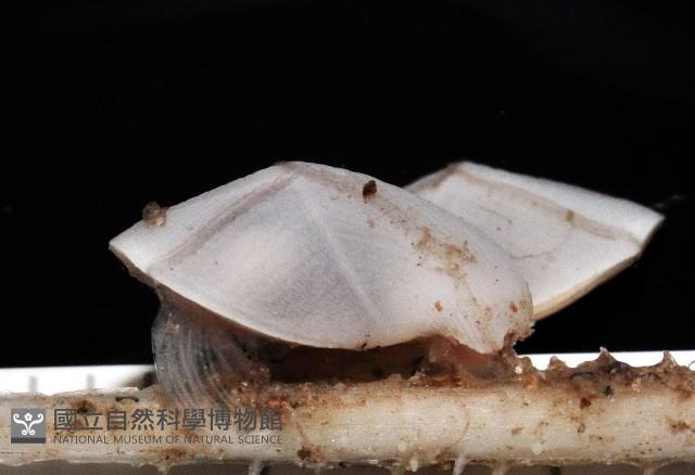平滑大茗荷藏品圖，第6張