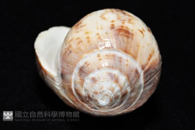 棕線渦螺藏品圖，第6張