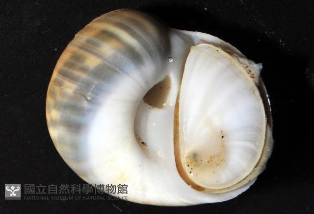 小灰玉螺藏品圖，第6張
