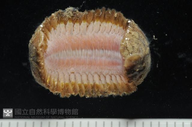粗糙雙指鱗蟲藏品圖，第6張