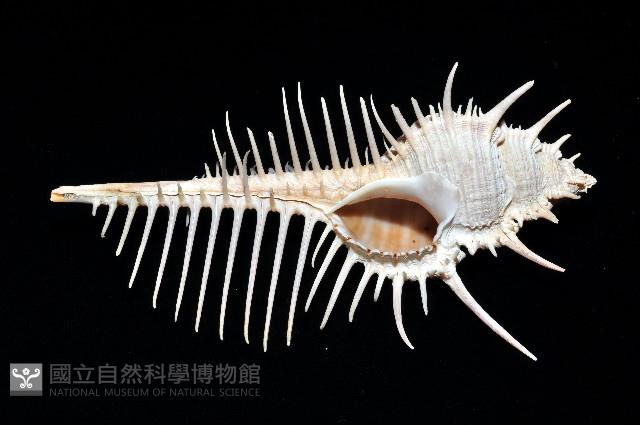 維納斯骨螺藏品圖，第6張