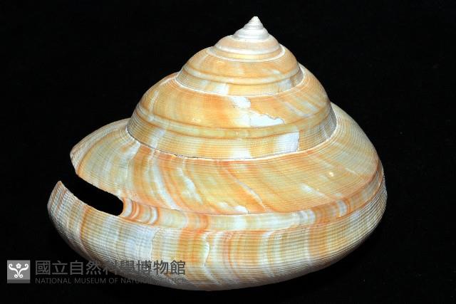 寺町翁戎螺藏品圖，第6張