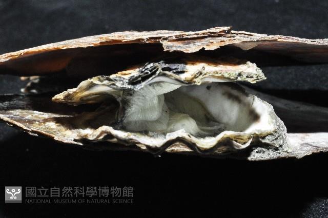 中華蚶豆蟹藏品圖，第6張