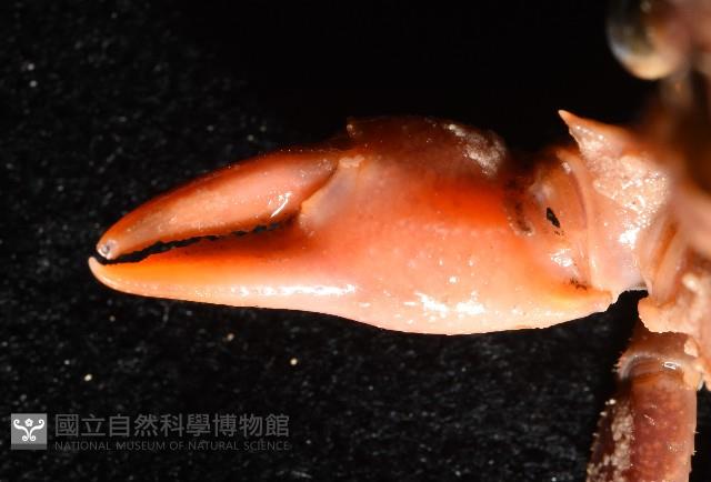 拉氏明溪蟹藏品圖，第6張