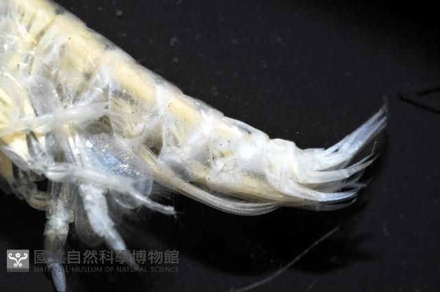未知種端足類藏品圖，第6張