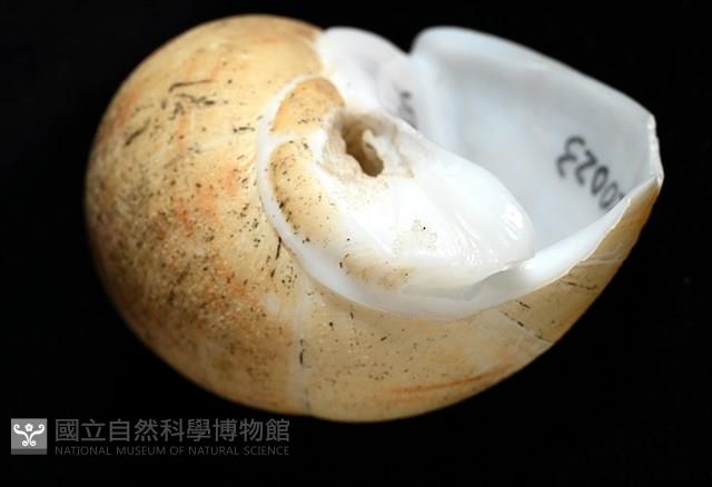 彩繪型深溝鳳螺藏品圖，第6張