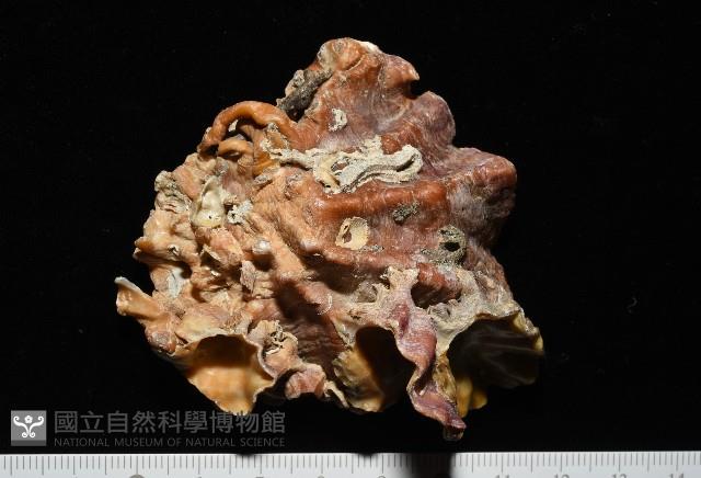 鋸齒牡蠣藏品圖，第6張