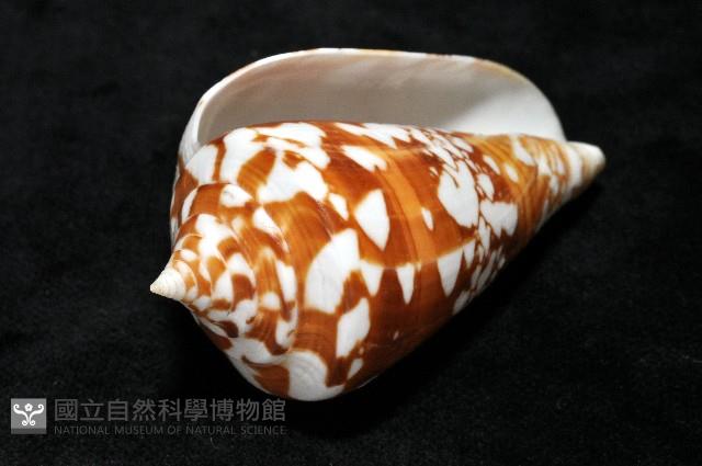 阿瑪迪芋螺藏品圖，第6張