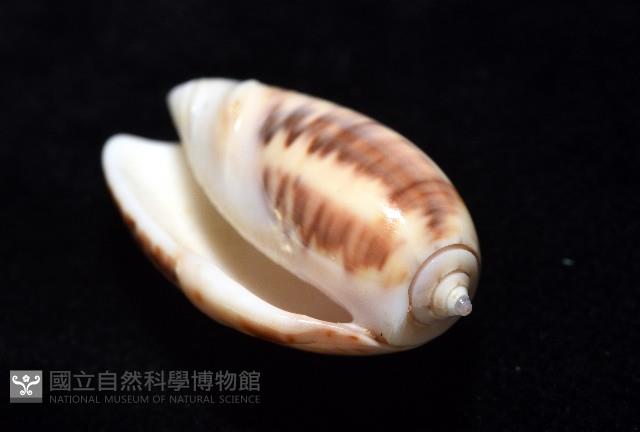 泡形榧螺藏品圖，第6張