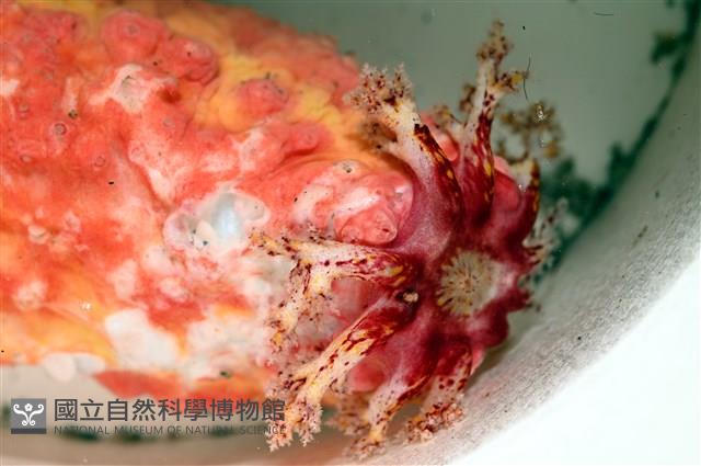 可疑翼手參藏品圖，第6張
