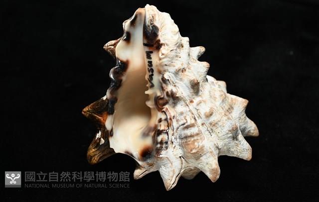 短拳螺藏品圖，第6張