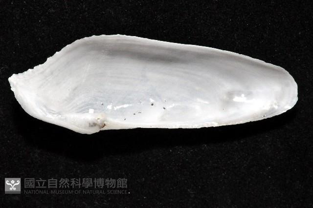 馬尼拉鷗蛤藏品圖，第6張