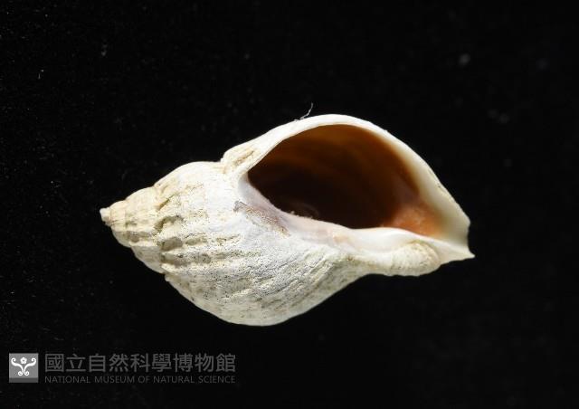 南極骨螺藏品圖，第6張
