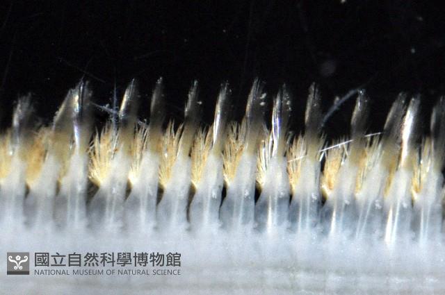 未知種多鱗蟲藏品圖，第6張
