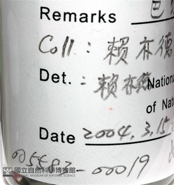 巴蛭藏品圖，第6張