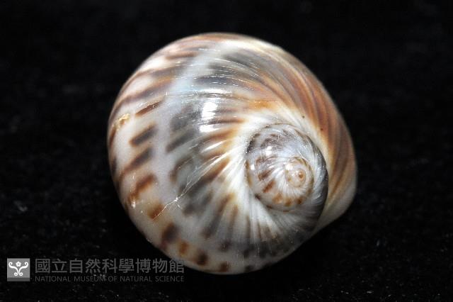 小灰玉螺藏品圖，第6張