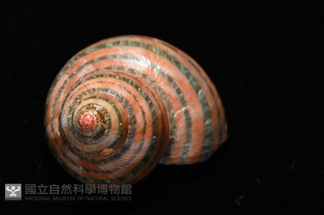 芮氏蠑螺藏品圖，第6張