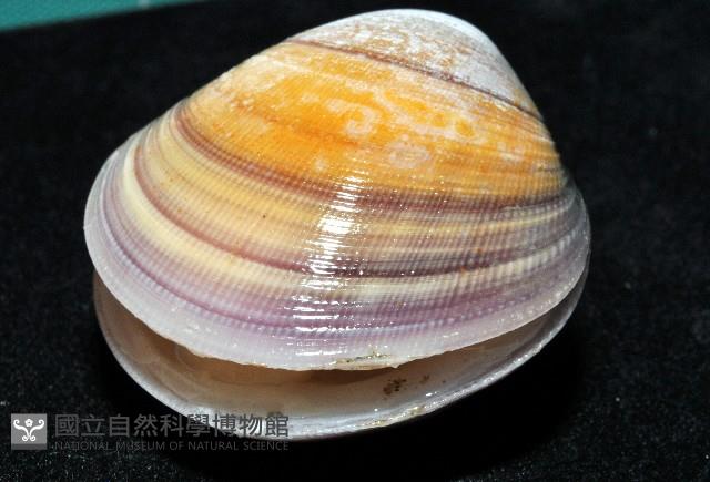 環文蛤藏品圖，第6張