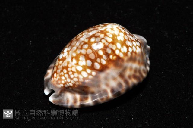 扁緣寶螺藏品圖，第6張