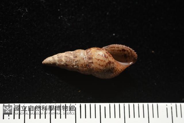 網蜷藏品圖，第6張