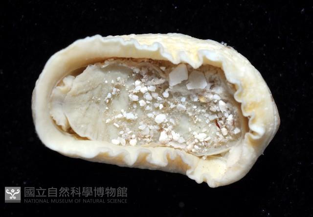 鱗紋石鱉藏品圖，第6張