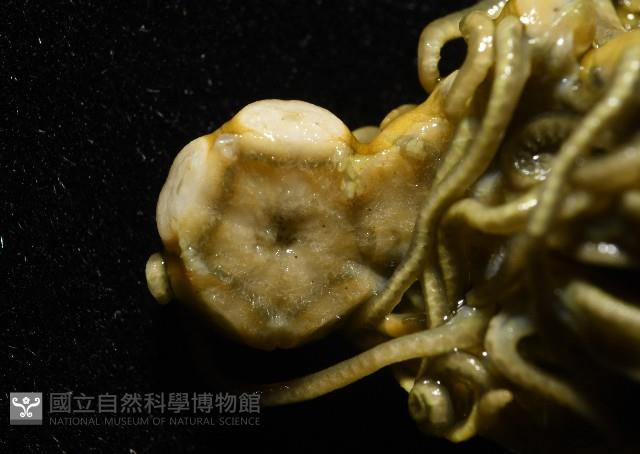 舒維亞海齒花藏品圖，第6張