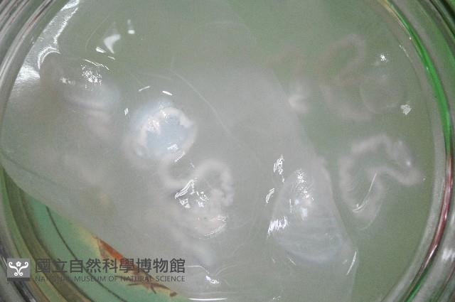 未知種海月水母藏品圖，第6張