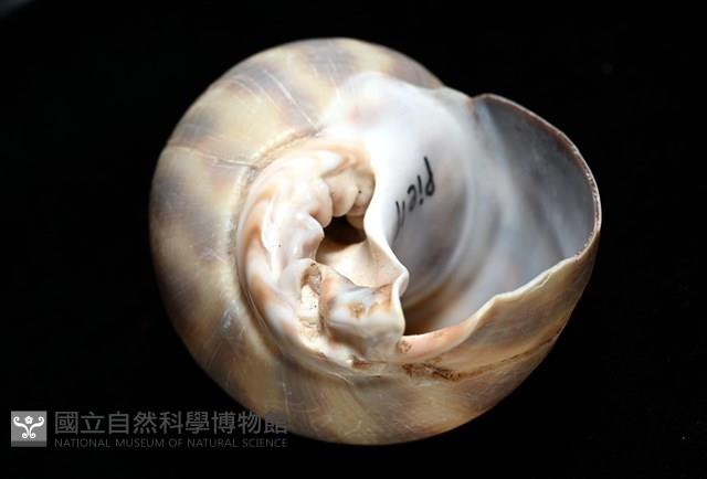 皮氏鳳螺藏品圖，第6張