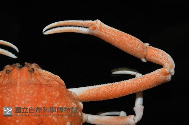 泡粒長螯蟹藏品圖，第6張