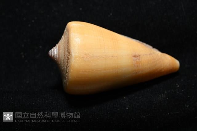 蠟黃芋螺藏品圖，第6張