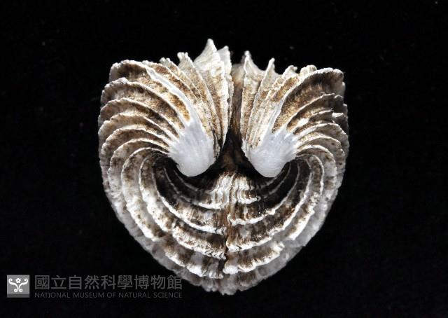 龍王圈心蛤藏品圖，第6張