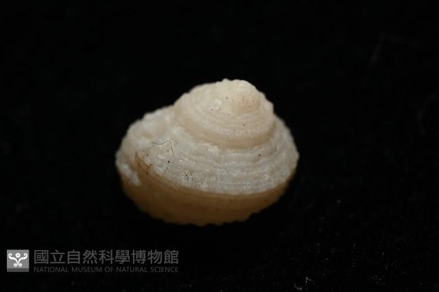 荔枝花冠螺藏品圖，第6張