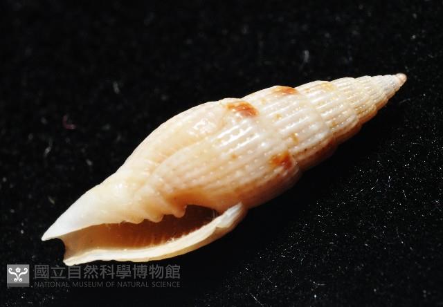 水月蛹筆螺藏品圖，第6張