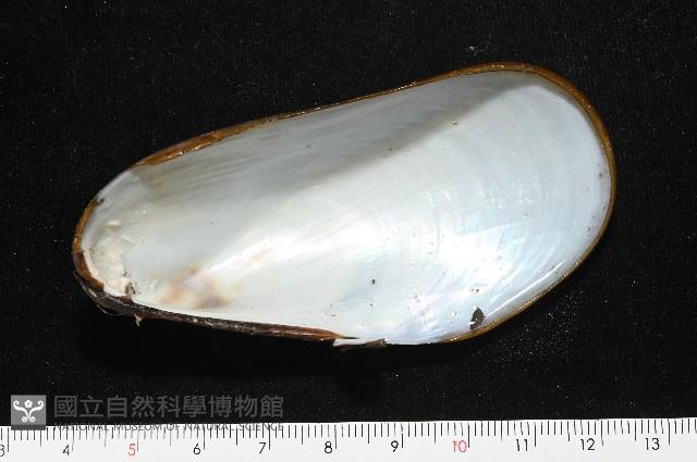 平端深海殼菜蛤藏品圖，第6張