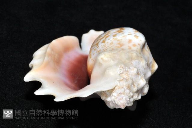紫袖鳳凰螺藏品圖，第6張
