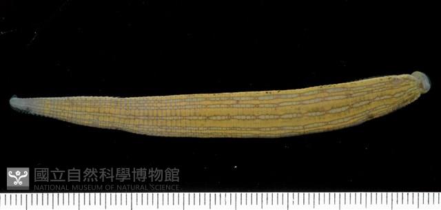 光潤金線蛭藏品圖，第5張