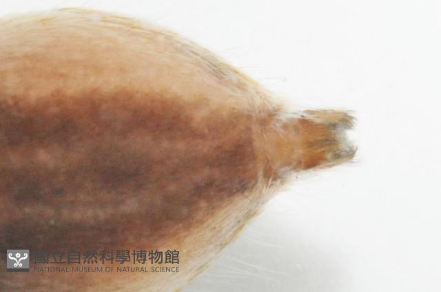 雙帶扁蠅虎藏品圖，第6張