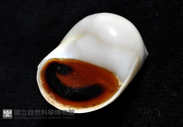 臍孔白玉螺藏品圖，第6張