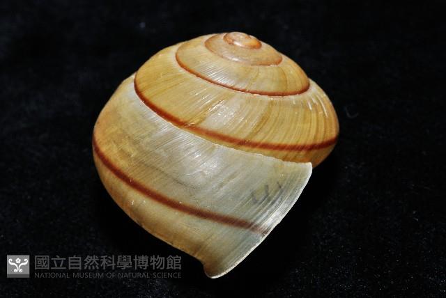 金崙栗蝸藏品圖，第6張