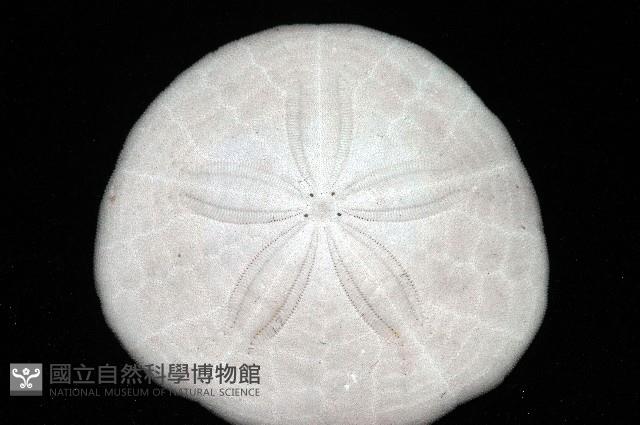 盾形網溝海膽藏品圖，第6張