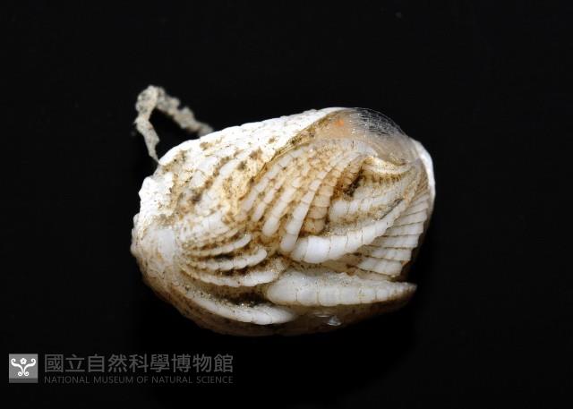 貝雕吻花籠藏品圖，第6張