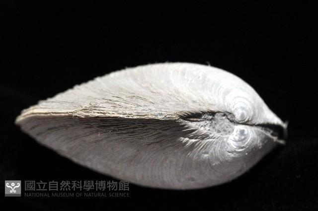 環紋扁滿月蛤藏品圖，第6張