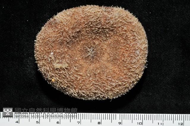 網楯海膽藏品圖，第6張