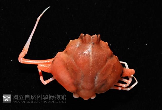 雙角轉輪蟹藏品圖，第6張