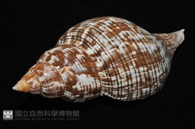 鬱金香旋螺藏品圖，第6張